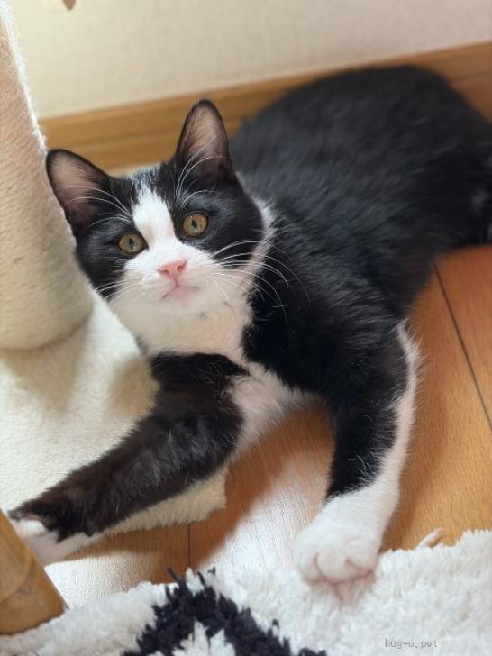 猫の里親募集】東京都・雑種・キュートなハチワレ♡笑平くん 4ヶ月（ID