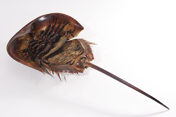 多様性生物希少標本ネットワーク ”a specimen room 標本室”