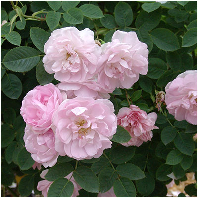 相原バラ園 / セレスティアル（アルバ）【大苗】