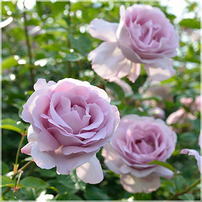 相原バラ園 / ローズ・シナクティフ（デルバール）【大苗】