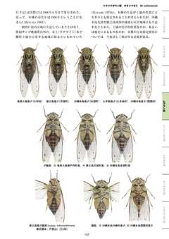 オオシマゼミ 昆虫 - 図鑑.jp