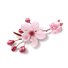 チェリーブロッサム」のアイデア 11 件 | 花 イラスト, 水彩, 桜