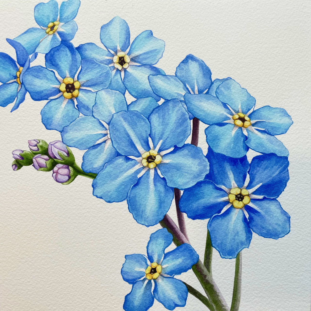 勿忘草、水彩 : r/painting