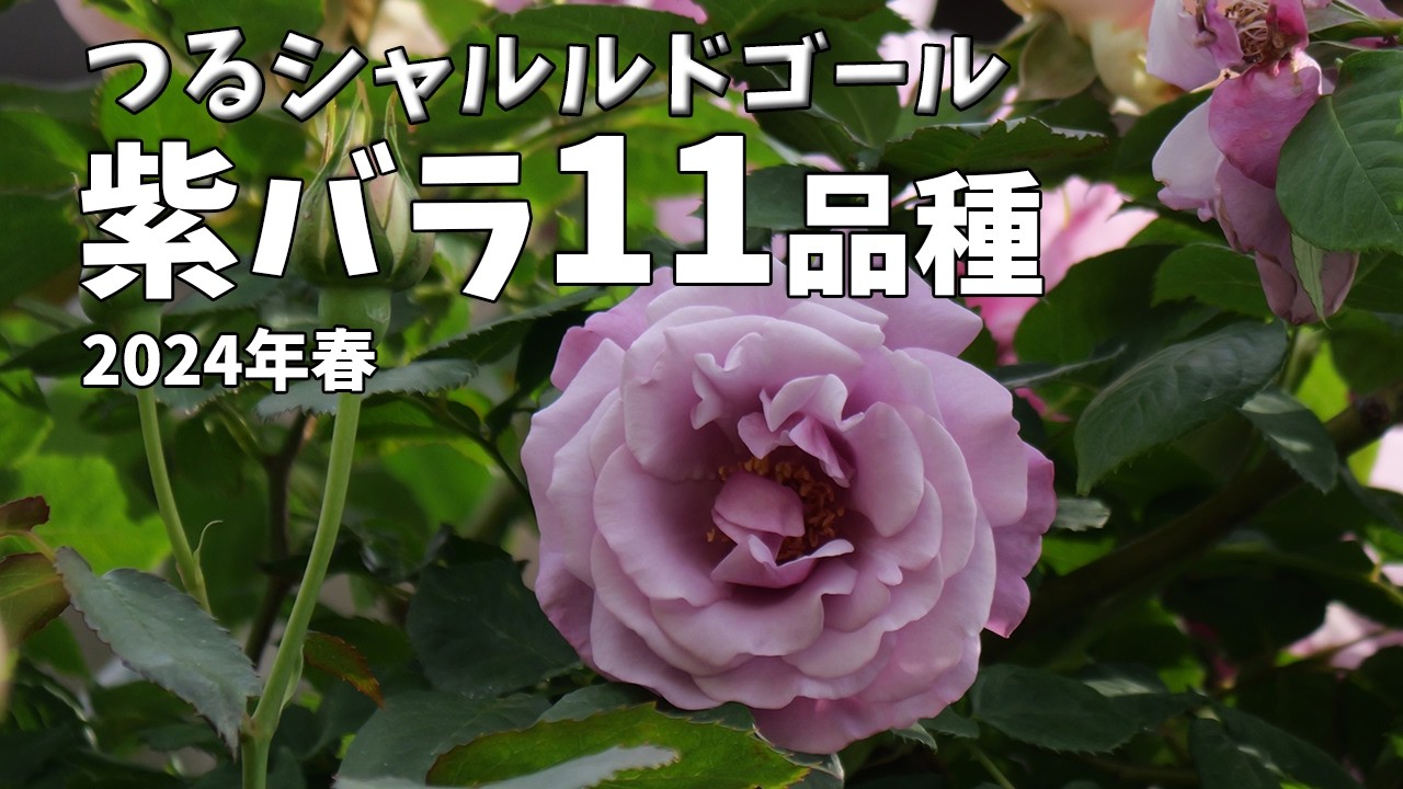春の庭を彩る、つるシャルル・ド・ゴールと紫バラ2024年春の11品種