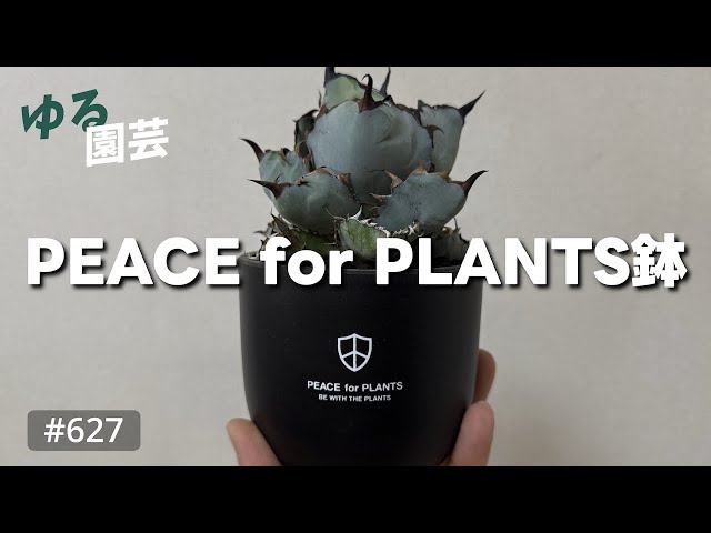 vlog: 627 「アガベ ブラック・アンド・ブルーをPEACE for PLANTS鉢に