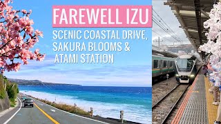 Farewell Izu: Scenic Coastal Drive, Sakura Blooms 🌸 & Journey
