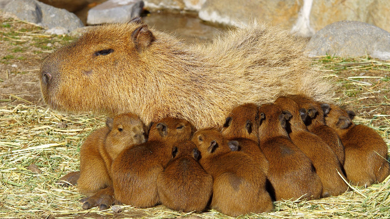 The quintuplets of capybara are so cute! - YouTube