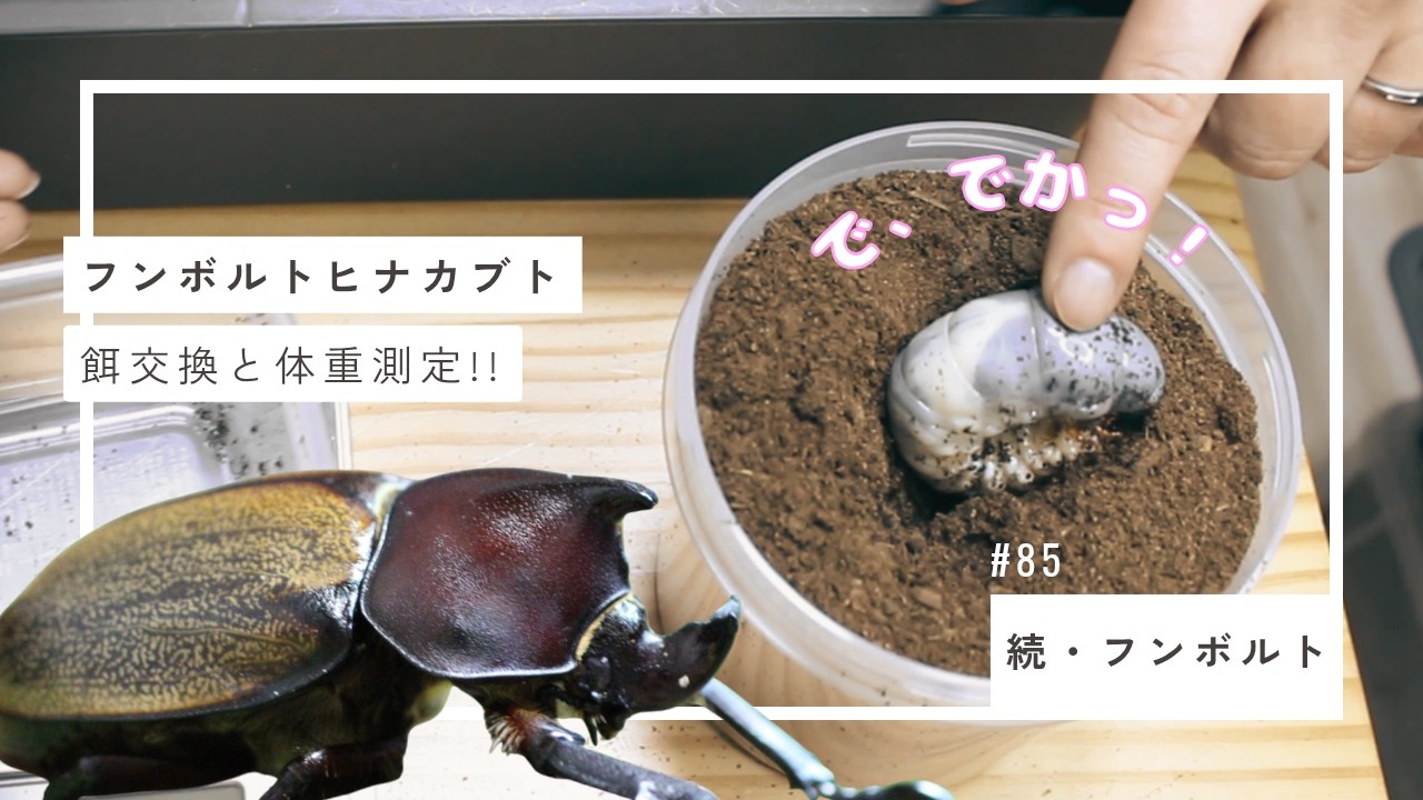85 【フンボルトヒナカブト】しっかり成長してました！エサ交換と体重
