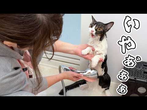 スコスコぽこ太郎&うま次郎〜猫ちゃんねる〜 - YouTube