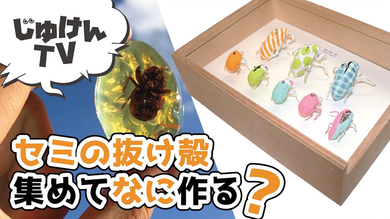 セミの抜け殻、集めてなに作る？【かんたん工作】 - YouTube