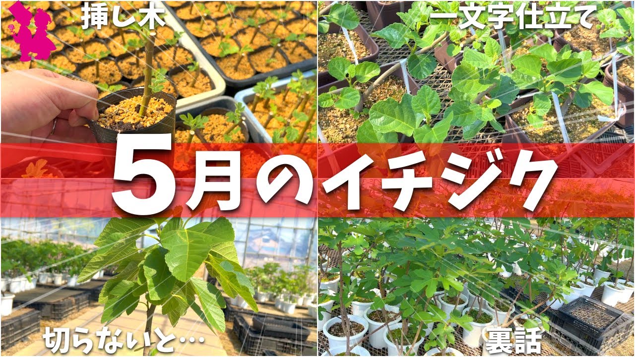 ニッキー品種60種セット！ 本日10時剪定！明日まで！イチジク 穂木