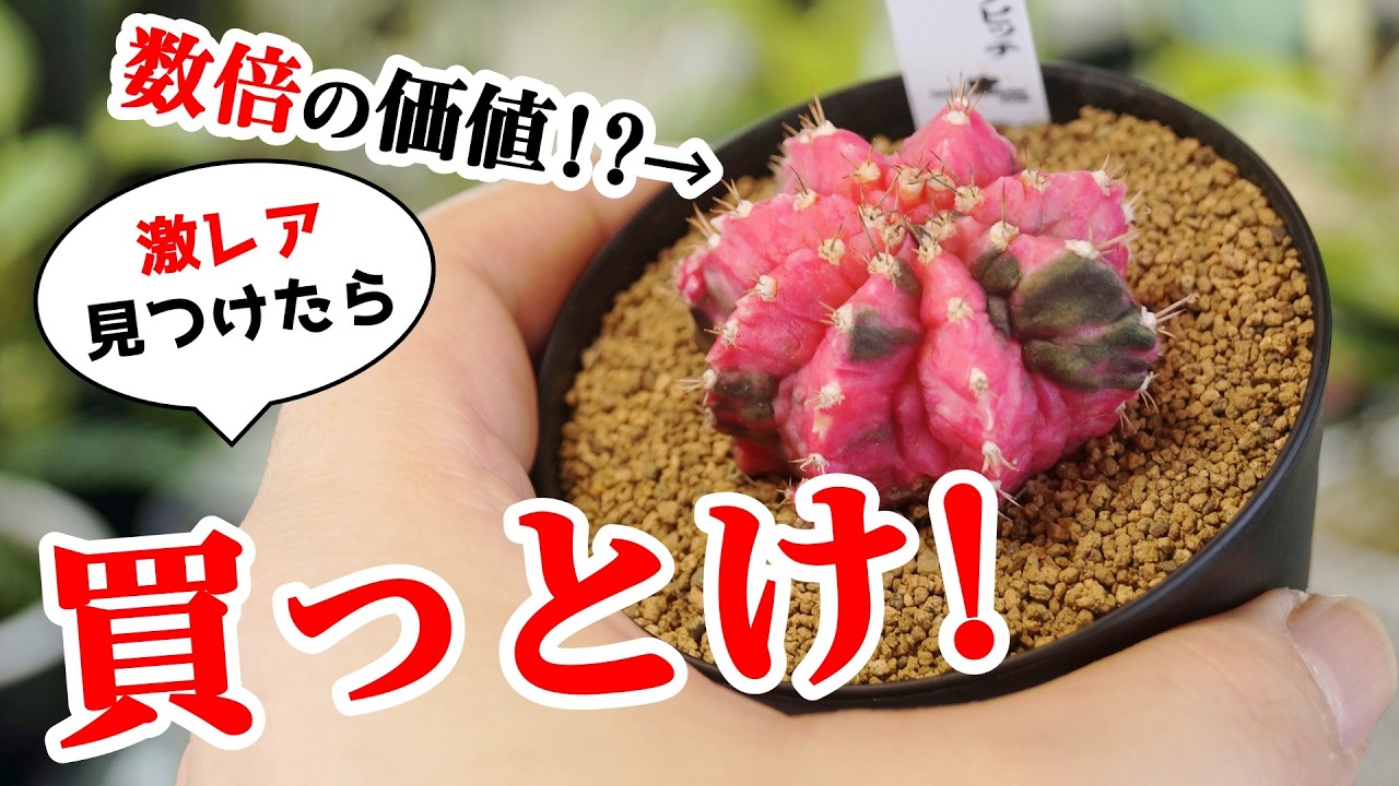 見逃し厳禁！ホムセンの1000円観葉植物に”価格5倍超えのお宝”が