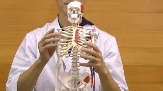 ショーティー・1/2縮尺型全身骨格モデル，筋・起始／停止色表示型