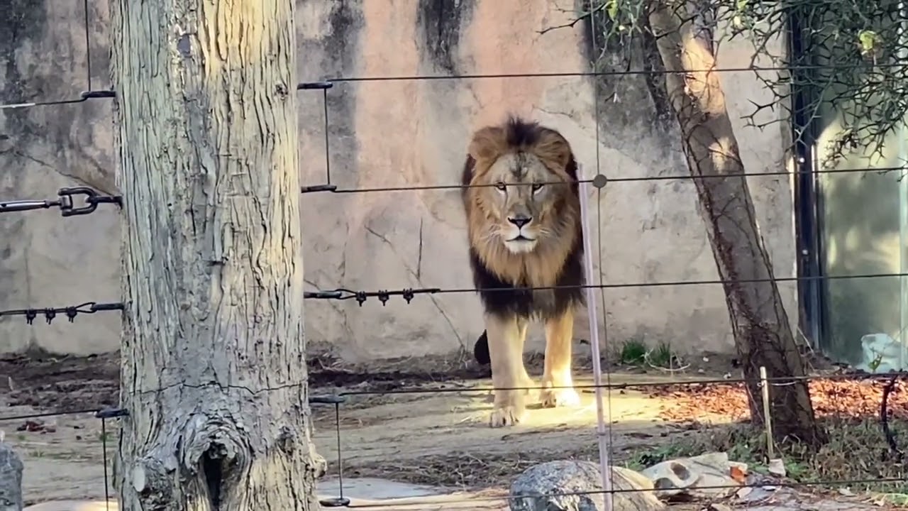 八木山動物公園 ライオン サン なおちゃんがいないのを実感😭 - YouTube