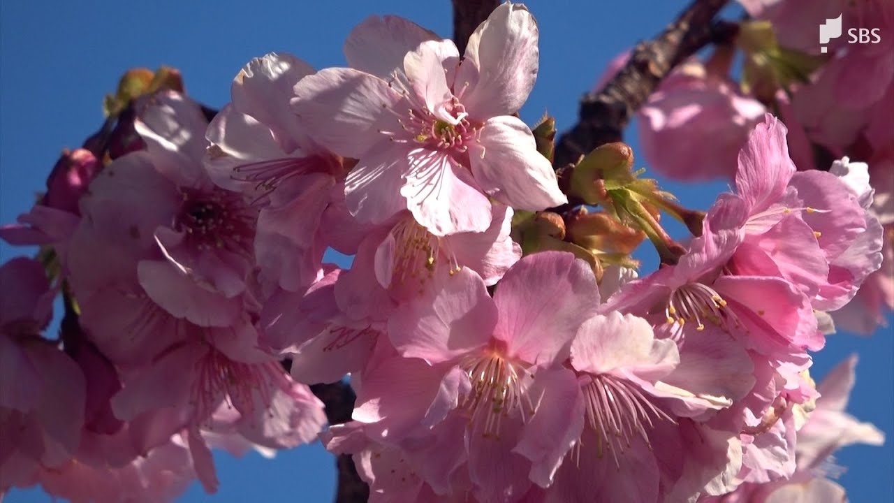 Early-blooming cherry blossoms 