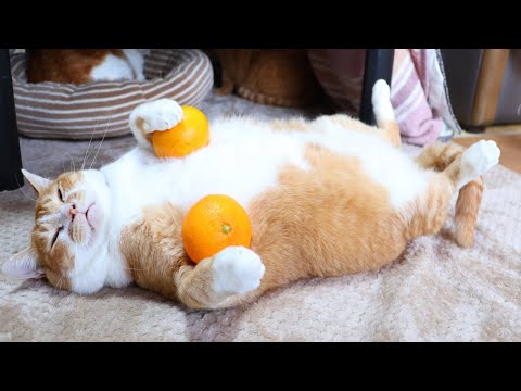 のせ猫 みかん 260105 - YouTube