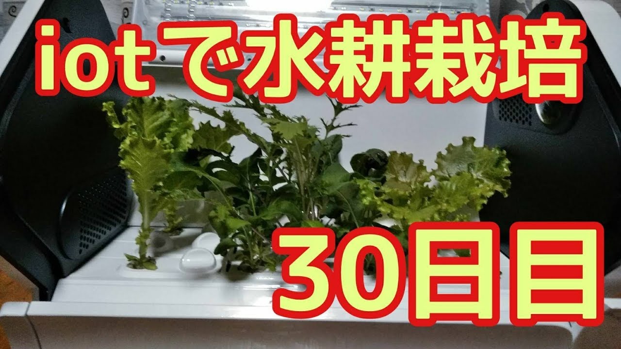 やさい物語#21】第二期の野菜、栽培30日目【沖縄セルラーiot水耕栽培
