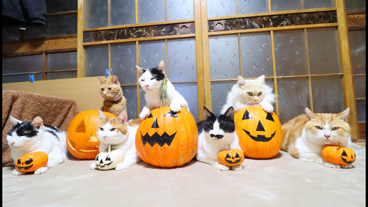 ハロウィンかぼちゃ Halloween pumpkin 221030 - YouTube