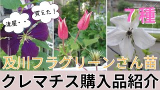 ガーデニング】【クレマチス・流星を買う方法】及川フラグリーンさんの