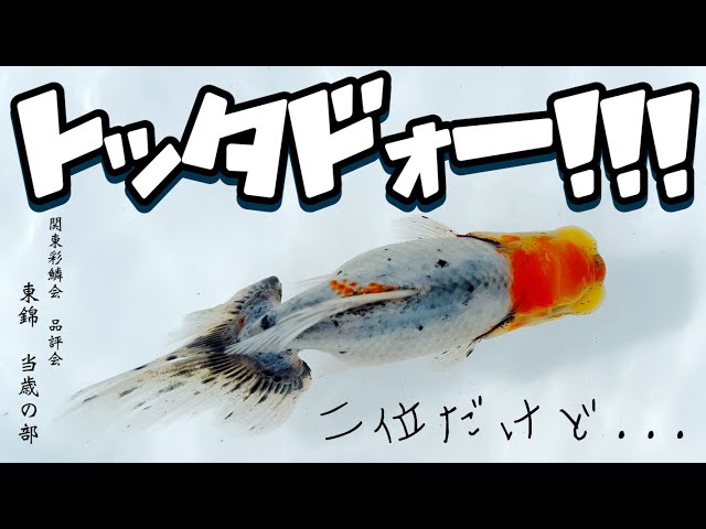 Goldfish] Aiming for the Perfect Tokin! Tokin Specialist Club