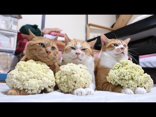 カリフラワー のせ猫 251012 - YouTube