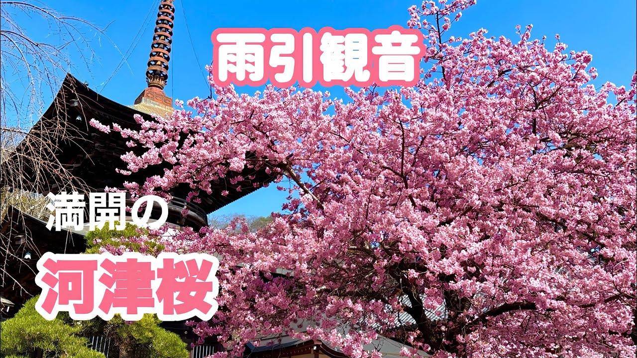 雨引観音】満開の河津桜と美しい孔雀の舞🌸 Kawazu cherry blossoms in