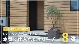 For new plantings!] Introducing olive trees that we recommend as