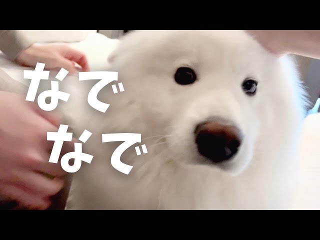 寂しくなったサモエドがパパママの寝室に甘えに来た日 - YouTube