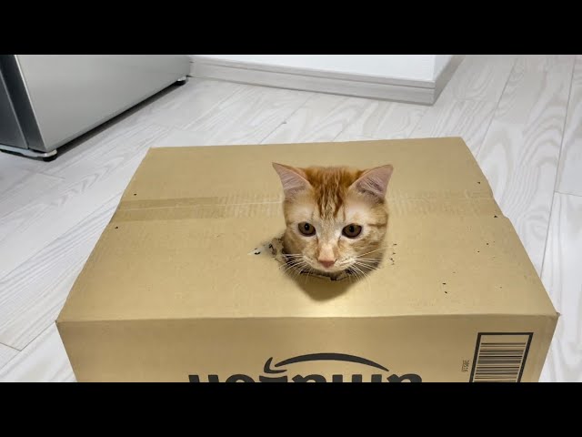 段ボールに穴あけて猫と遊ぶのが楽しすぎた - YouTube