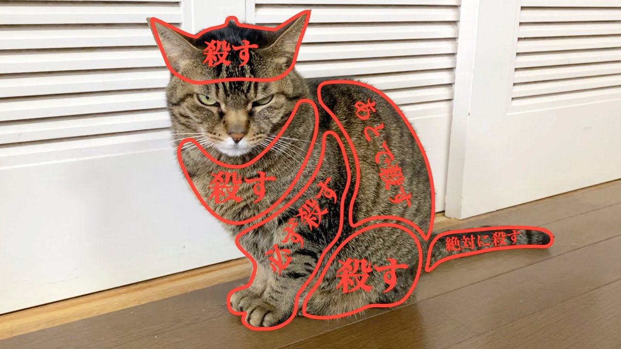 If I touch this place, the cat gets angry. - YouTube