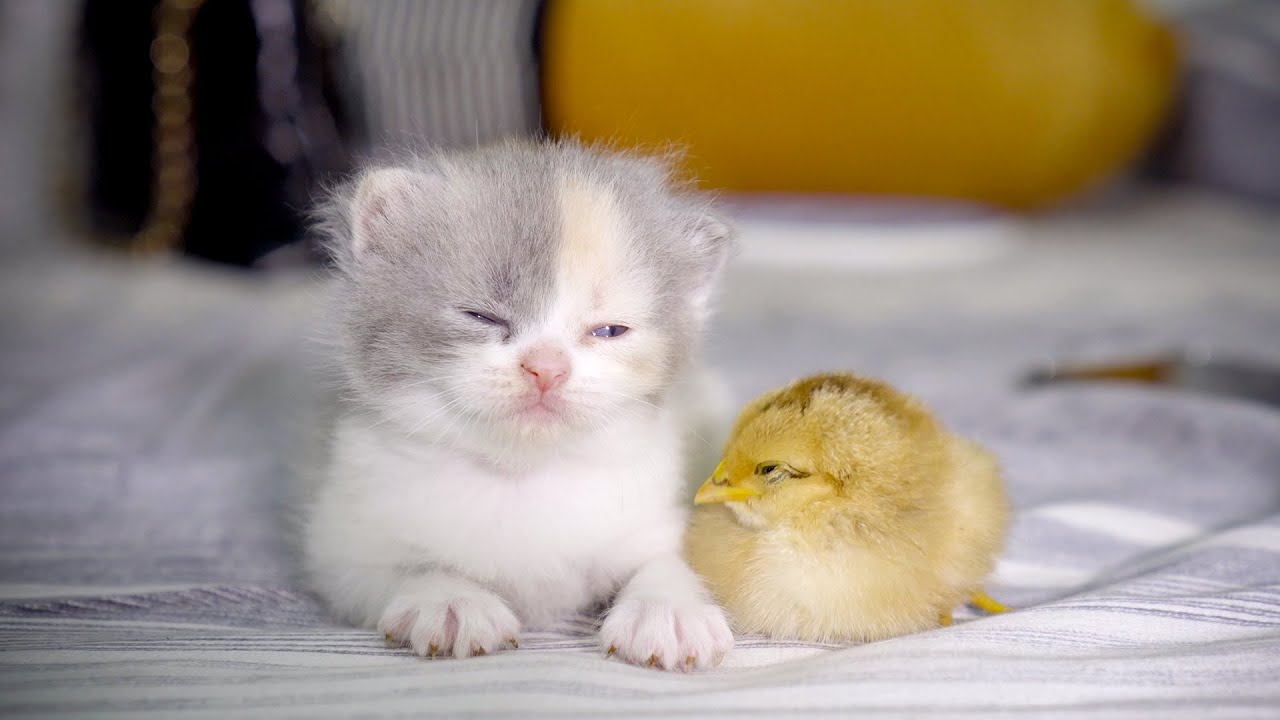 Kitten sleeps sweetly with the Chicken - YouTube