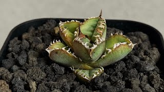 20260219 アガベ・チタノタ 麻花（芽）-025｜agave Twist Dragon/Ma