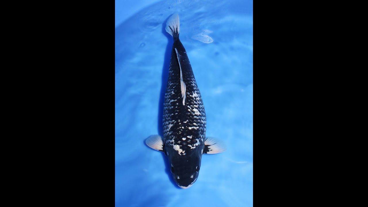 錦鯉/銀鱗松川化け52㎝♀/仙助 - YouTube