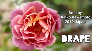 DRAPE ROSE plant by Junko Kawamoto 2019 Japan バラ ドレープ 河本