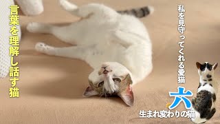 見守る猫】愛猫を守っていると思っていたのに私が見守られていた