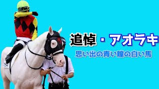 In Memory of] Aoraki - The Blue-eyed White Horse, Gold Ship's