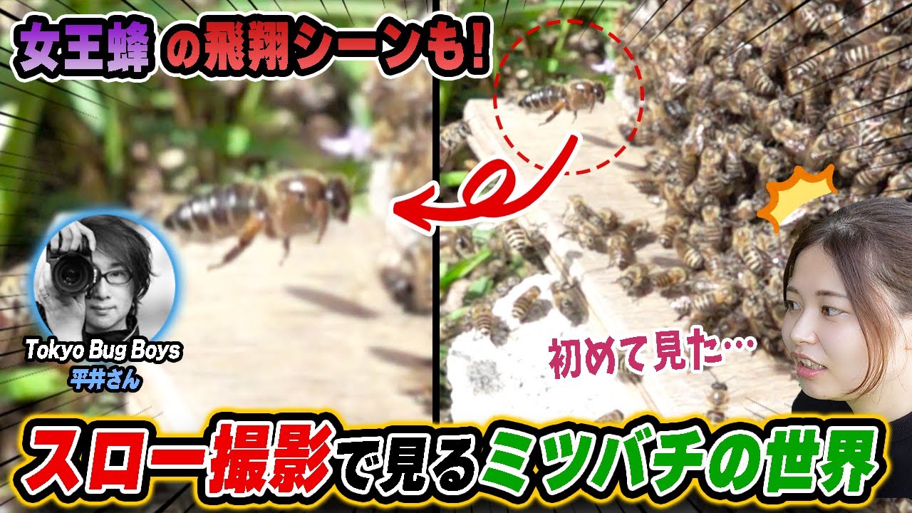 Insect Slow] Looking back at the best moments of Japanese honeybee