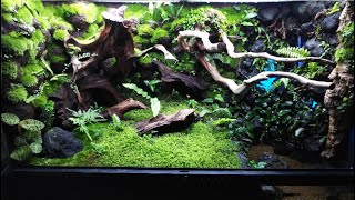 煌めく滝のイモリウム9060】立ち上げ動画/vivarium,paludarium