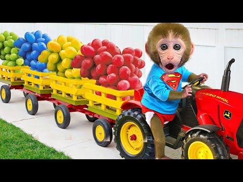 赤ちゃん猿「ゴゴ」 が虹色ゼリービーの雨粒を避けて走って、犬の友達