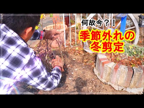 たきちゃんの日記【Rose Garden】 - YouTube