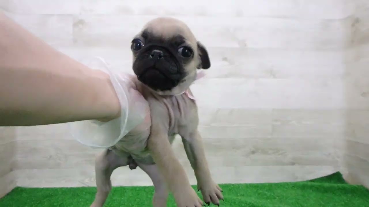 Coo&RIKU No.00748592 パグ - YouTube