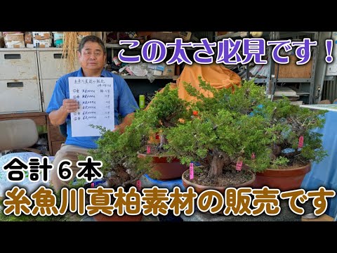 完売しました【番外編】2024年秋 糸魚川真柏の素材販売です合計6