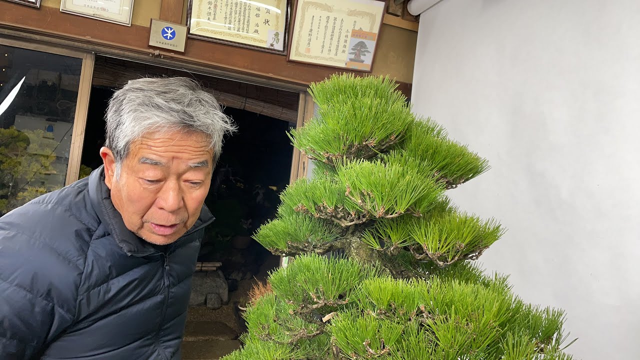 大品黒松、未来への一歩 black pine change for the future - YouTube