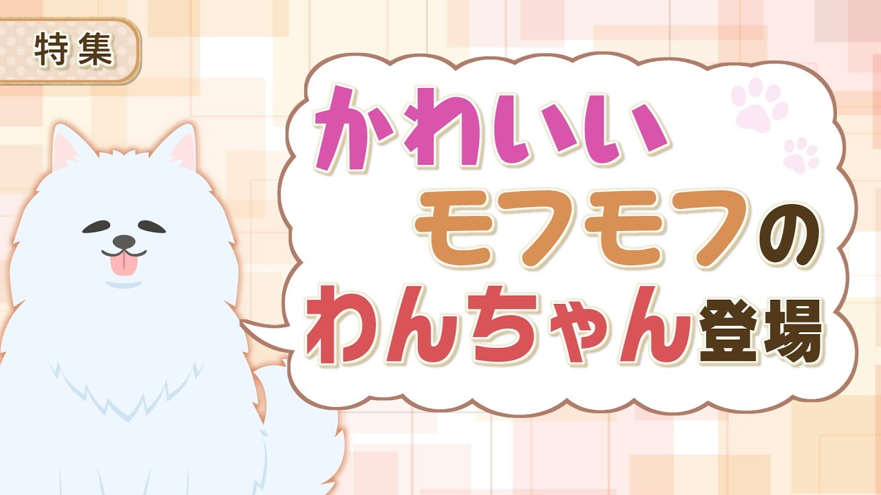 報道特集】モフモフかわいいワンちゃん～サモエド～ - YouTube