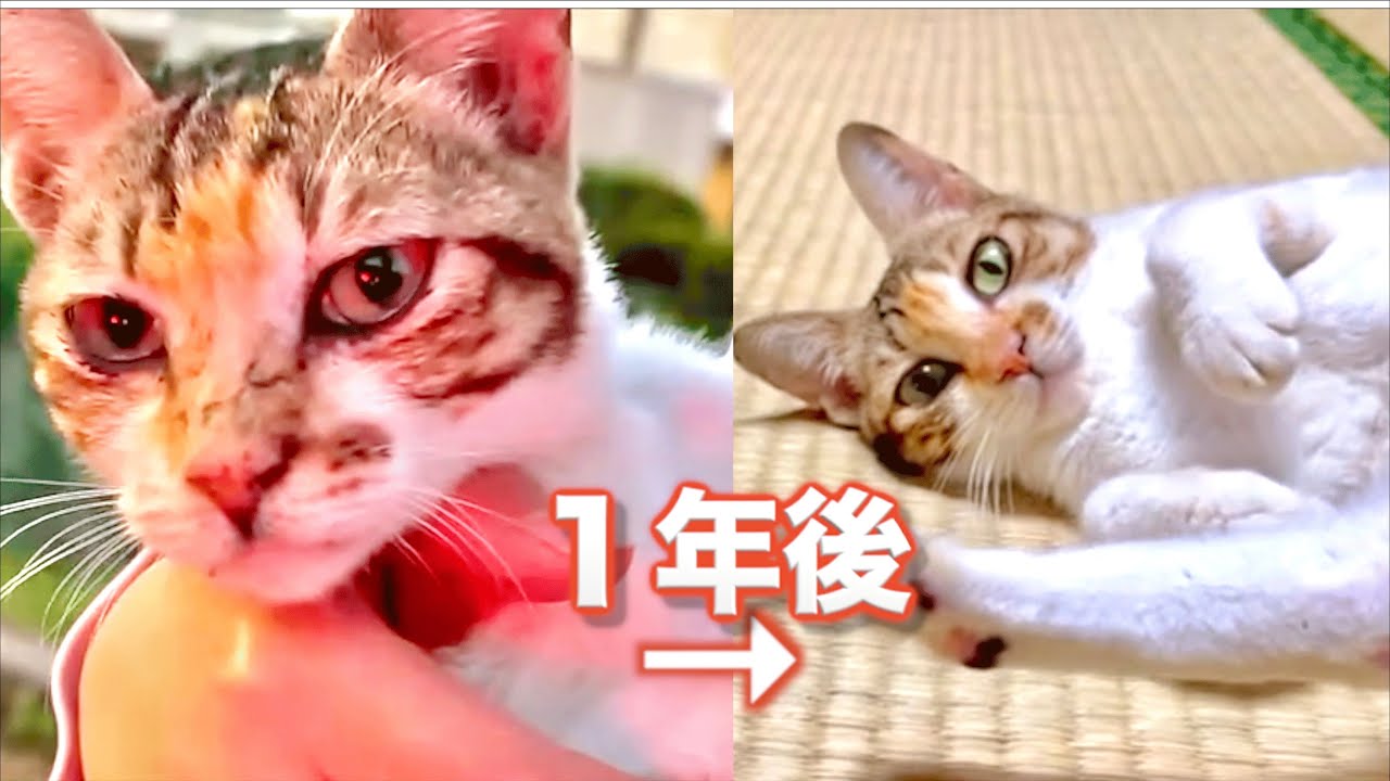 One year later, this is what happened to the skinny cat that was