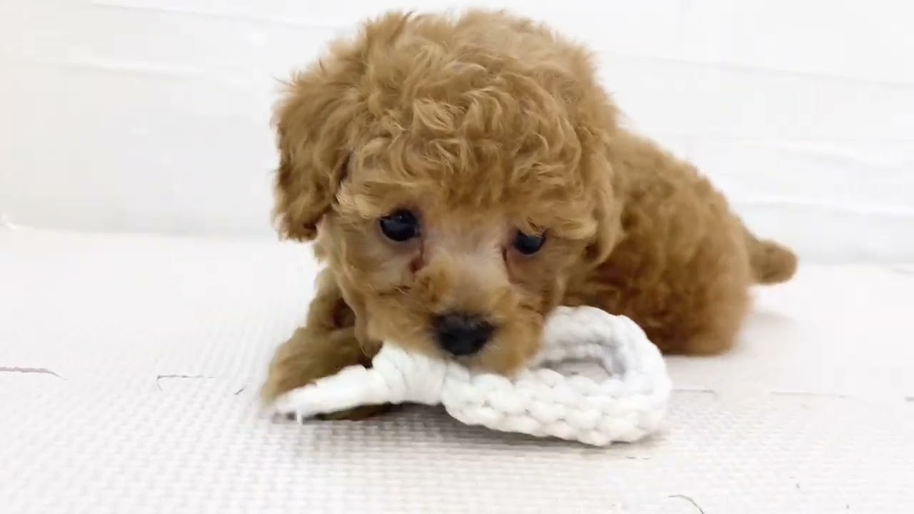 トイプードル 】永遠のドールフェイス！艶やかなレッドカラーの