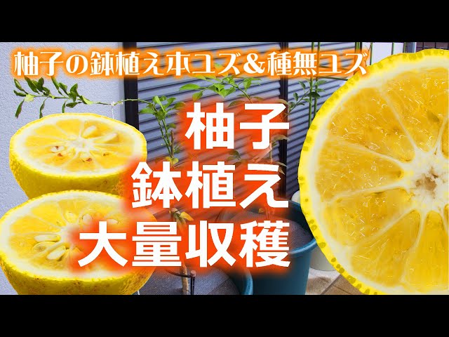 🍊本柚子と種無し柚子ベランダ鉢植え付け🍊Potted Yuzu and Seedless