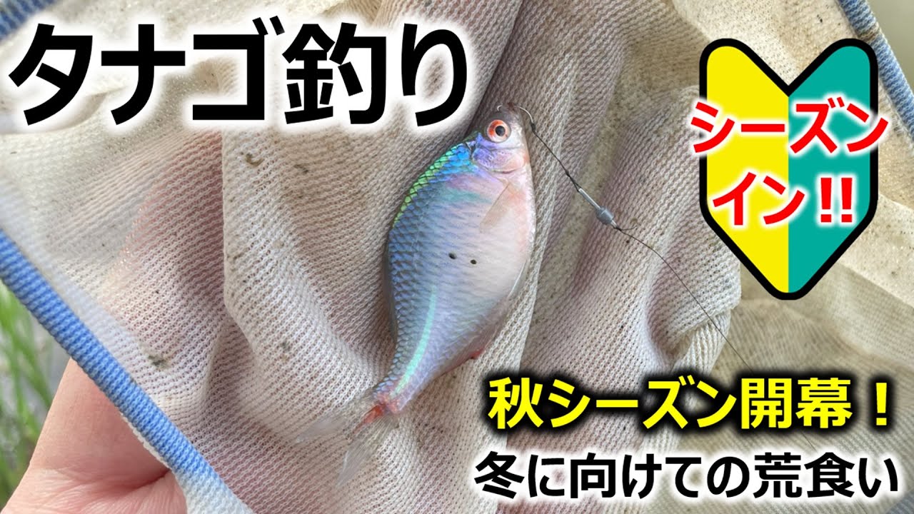 秋シーズンイン！】タナゴ釣り - YouTube