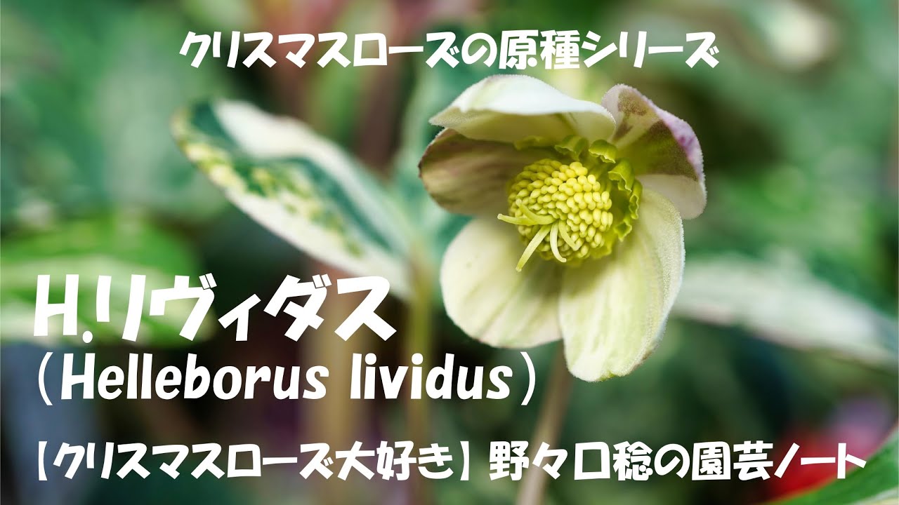 H.リヴィダス（Helleborus lividus） ⁡ - YouTube