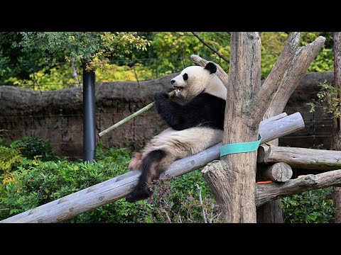 2025.11.05 今日のパンダ（3997日目）[8K] - YouTube